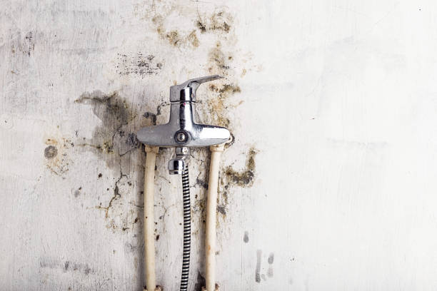 Best Mold Testing  in Bartonvle, IL