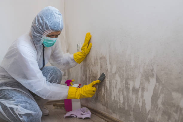 Best Mold Damage Repair  in Bartonvle, IL