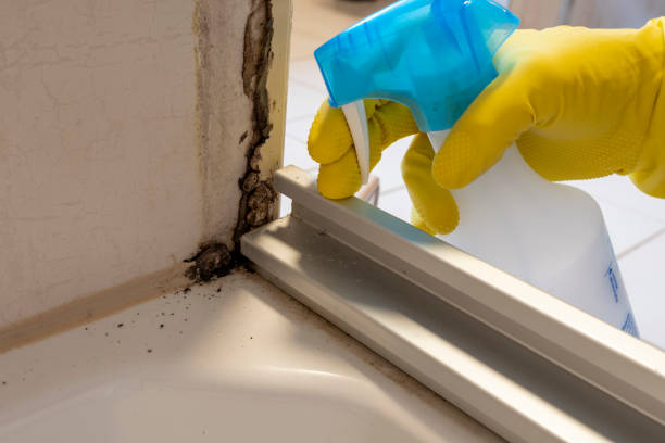 Mold Removal Process in Bartonville, IL