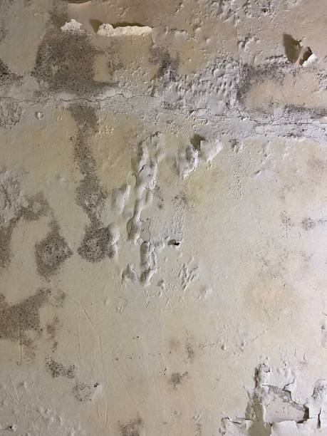 Best Local Mold Removal Service  in Bartonvle, IL